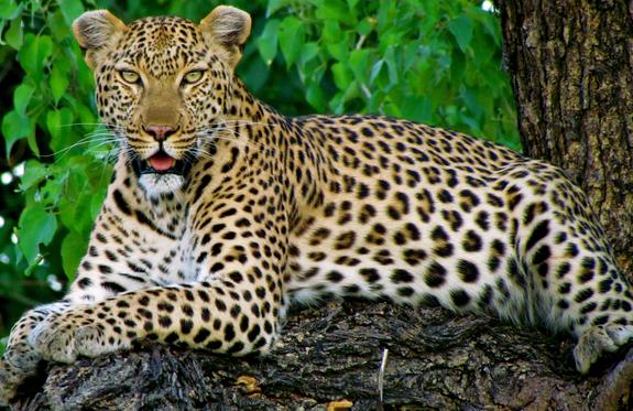 Okavango